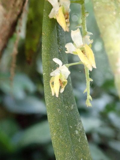 Zygostates pellucida, photographed by Tsssss