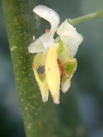 Zygostates pellucida, photographed by Tsssss