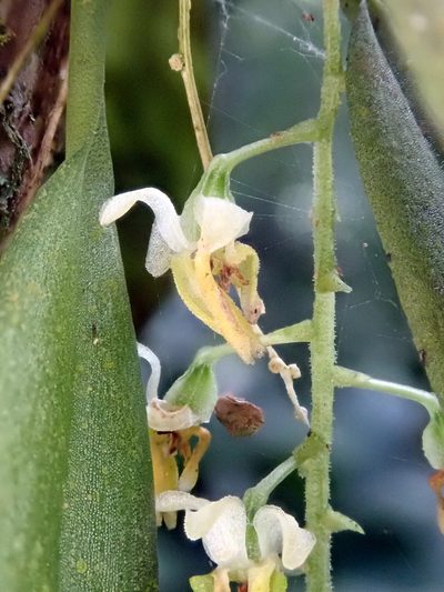 Zygostates pellucida, photographed by Tsssss