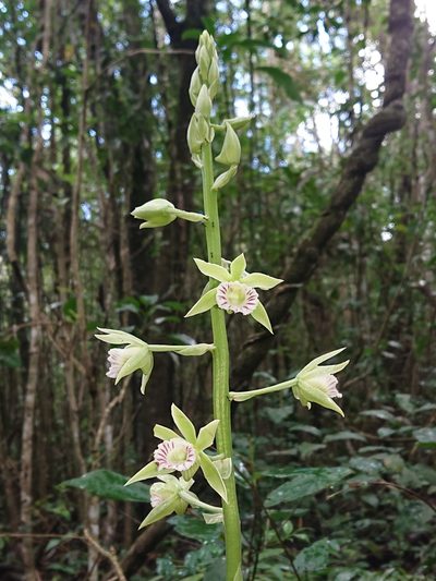 Galeandra beyrichii, photographed by Tsssss