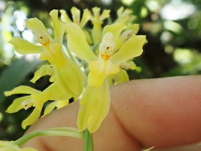 Gomesa planifolia, photographed by Tsssss