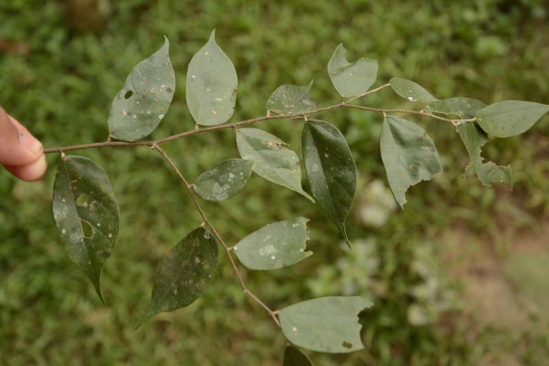 Pterospermum rubiginosum, photographed by Siddarth Machado