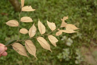 Pterospermum rubiginosum, photographed by Siddarth Machado