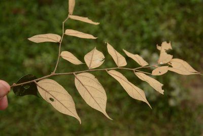 Pterospermum rubiginosum, photographed by Siddarth Machado