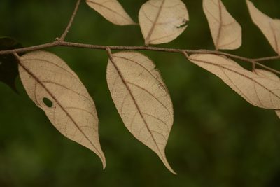Pterospermum rubiginosum, photographed by Siddarth Machado