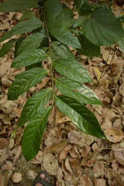 Diospyros sylvatica, photographed by Siddarth Machado