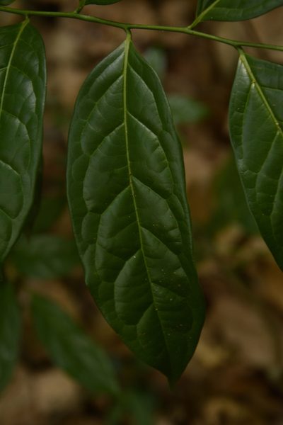 Diospyros sylvatica, photographed by Siddarth Machado