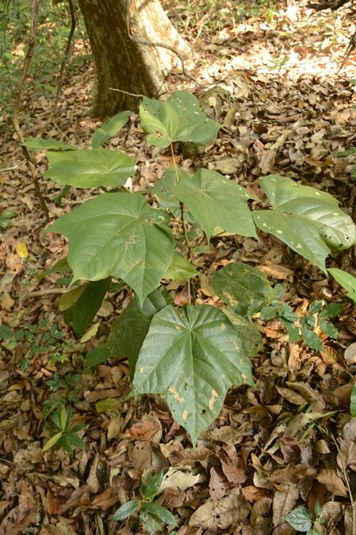 Pterospermum diversifolium, photographed by Siddarth Machado