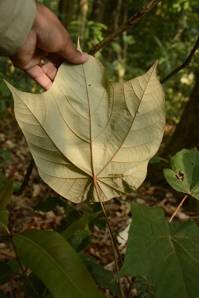 Pterospermum diversifolium, photographed by Siddarth Machado