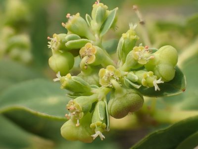 Euphorbia atoto, photographed by 葉子