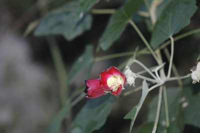 Phymosia umbellata, photographed by Juan Cruzado Cortés