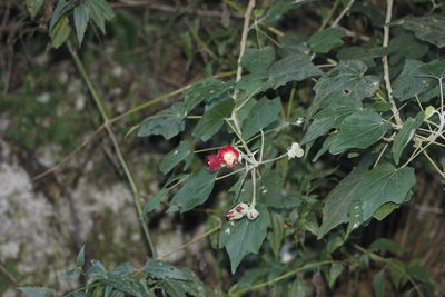 Phymosia umbellata, photographed by Juan Cruzado Cortés