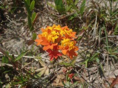 Epidendrum fulgens, photographed by Tsssss