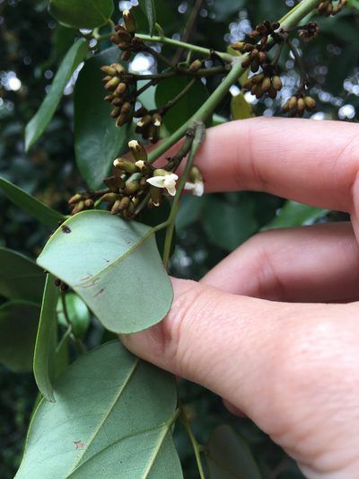 Dalbergia benthamii, photographed by Yj