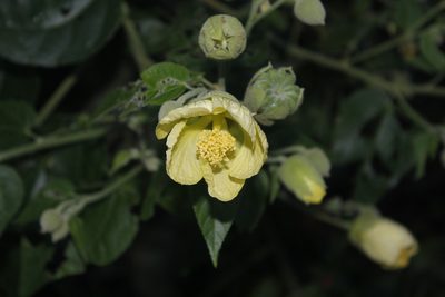 Callianthe purpusii, photographed by Juan Cruzado Cortés
