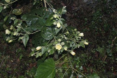 Callianthe purpusii, photographed by Juan Cruzado Cortés