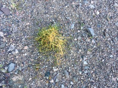 Cuscuta denticulata, photographed by CK2AZ