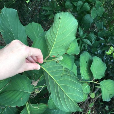 Litsea monopetala, photographed by Yj