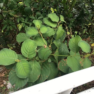 Litsea monopetala, photographed by Yj