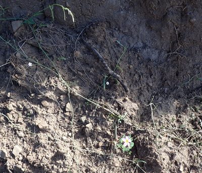 Convolvulus aschersonii, photographed by Nicola van Berkel