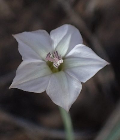 Convolvulus aschersonii, photographed by Nicola van Berkel