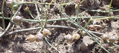 Convolvulus aschersonii, photographed by Nicola van Berkel