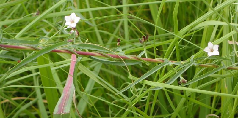 Convolvulus aschersonii, photographed by Nicola van Berkel