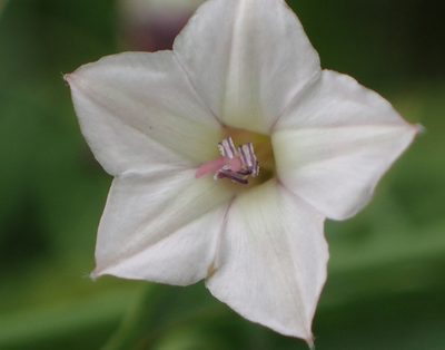 Convolvulus aschersonii, photographed by Nicola van Berkel