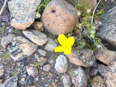 Eschscholzia glyptosperma, photographed by CK2AZ