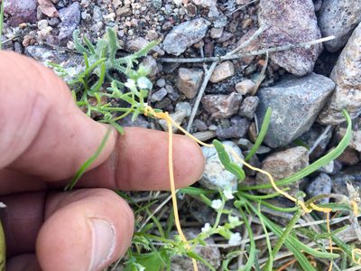 Cuscuta denticulata, photographed by CK2AZ