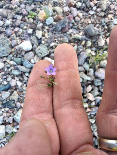 Gilia minor, photographed by CK2AZ