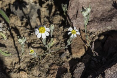 Eriophyllum lanosum, photographed by Craig Martin
