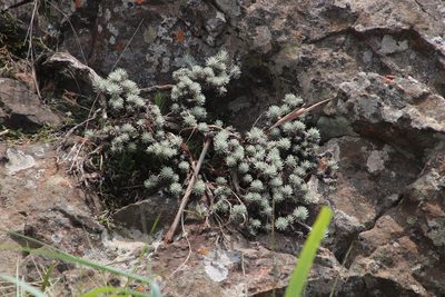 Helichrysum galpinii, photographed by Tony Rebelo