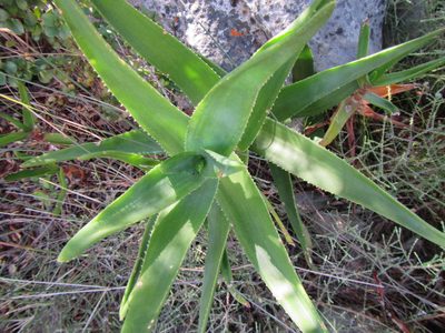 Aloiampelos commixta, photographed by douglaseustonbrown