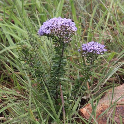 Tetraselago longituba, photographed by Tony Rebelo