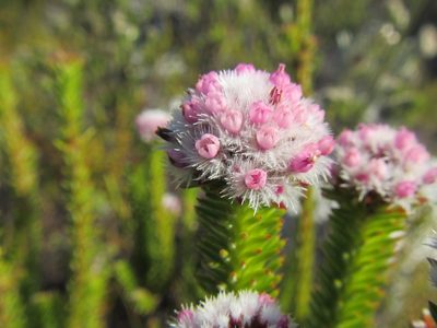 Stoebe rosea, photographed by douglaseustonbrown