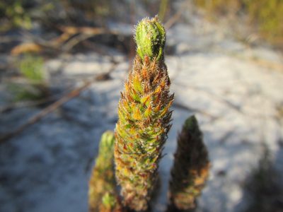 Anthospermum bergianum, photographed by douglaseustonbrown