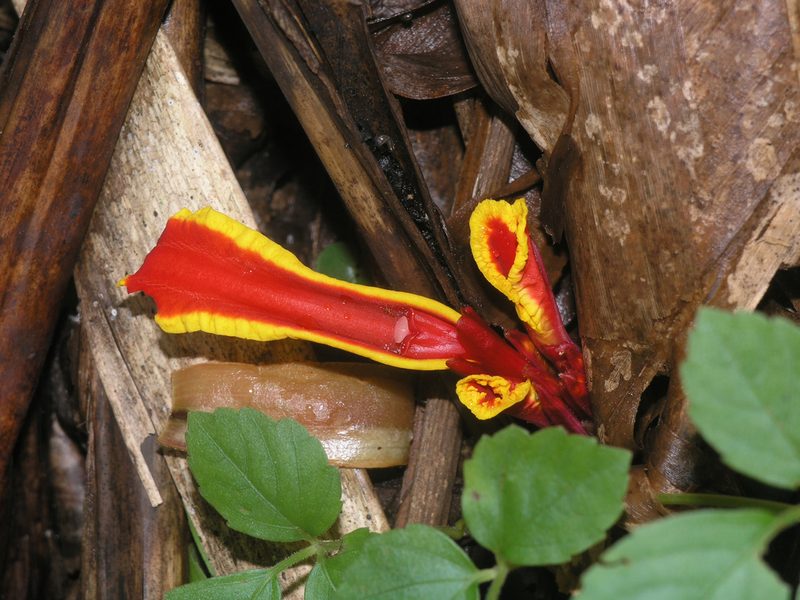 Etlingera megalocheilos, photographed by Oleg Kosterin
