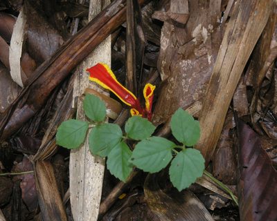 Etlingera megalocheilos, photographed by Oleg Kosterin
