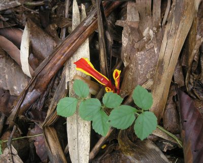 Etlingera megalocheilos, photographed by Oleg Kosterin