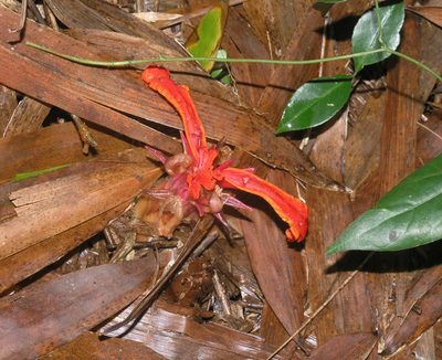 Etlingera megalocheilos, photographed by Oleg Kosterin