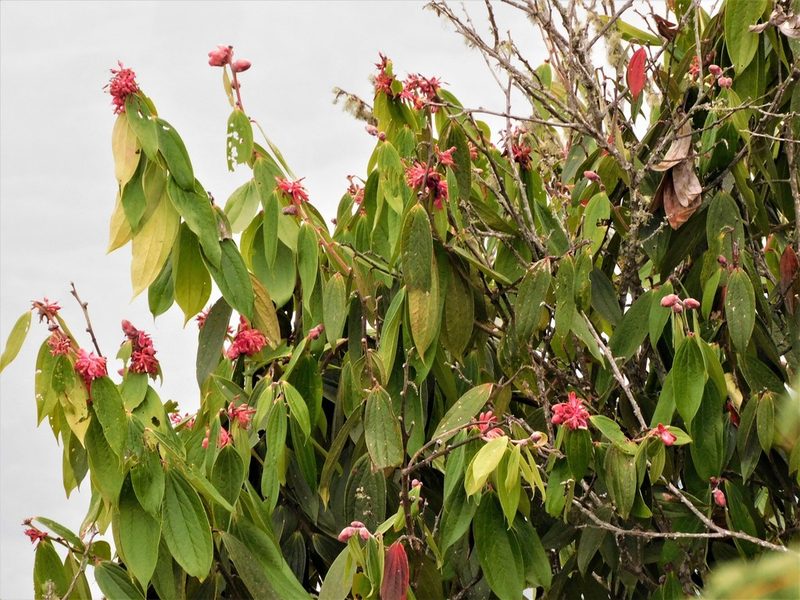 Cavendishia pubescens, photographed by Álvaro Rivas Godin