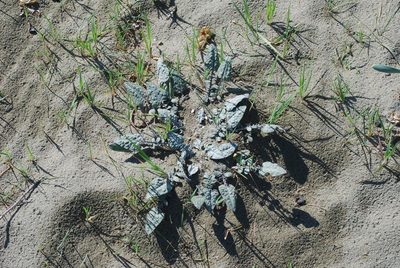 Centaurea aegialophila, photographed by Quentin Groom