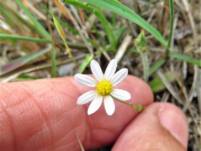Chaetopappa asteroides, photographed by Annika Lindqvist