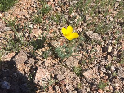 Eschscholzia glyptosperma, photographed by CK2AZ