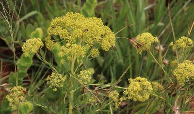 Heteromorpha involucrata, photographed by Tony Rebelo