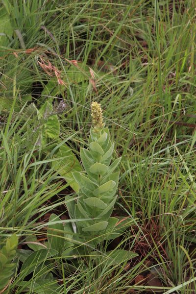 Cyphia elata, photographed by Tony Rebelo
