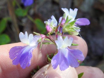 Collinsia violacea, photographed by Sam Kieschnick
