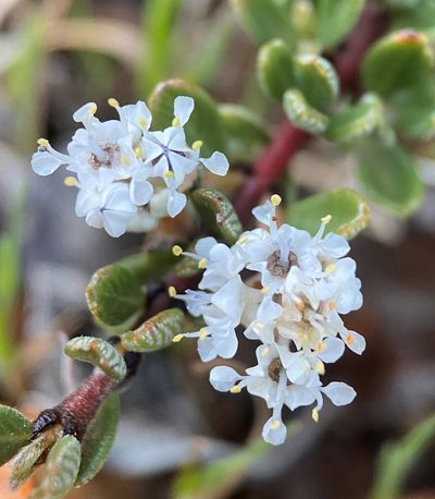 Ceanothus roderickii, photographed by Matt Berger