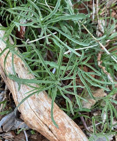 Convolvulus stebbinsii, photographed by Matt Berger